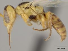 Perdita bicuspidariae by the Smithsonian. Used under a CC0 license.
