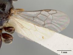 Perdita calochorti by the Smithsonian. Used under a CC0 license.