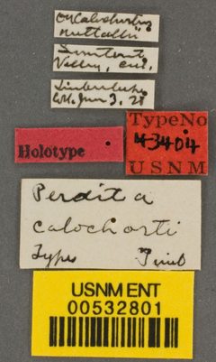 Perdita calochorti by the Smithsonian. Used under a CC0 license.