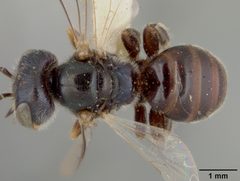 Perdita calochorti by the Smithsonian. Used under a CC0 license.