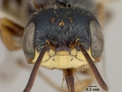 Perdita calochorti by the Smithsonian. Used under a CC0 license.