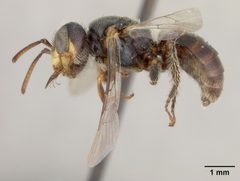 Perdita calochorti by the Smithsonian. Used under a CC0 license.
