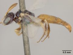 Perdita chamaesarachae by the Smithsonian. Used under a CC0 license.
