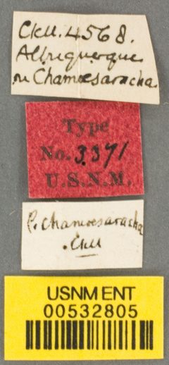 Perdita chamaesarachae by the Smithsonian. Used under a CC0 license.