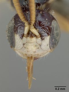 Perdita chamaesarachae by the Smithsonian. Used under a CC0 license.