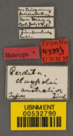 Perdita claypolei australior by the Smithsonian. Used under a CC0 license.
