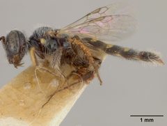 Perdita claypolei by the Smithsonian. Used under a CC0 license.