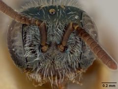 Perdita claypolei by the Smithsonian. Used under a CC0 license.