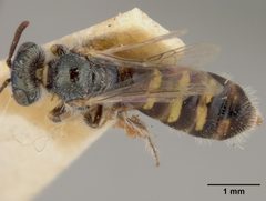 Perdita claypolei by the Smithsonian. Used under a CC0 license.