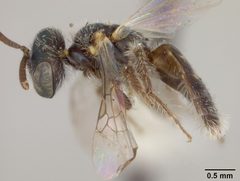 Perdita claypolei australior by the Smithsonian. Used under a CC0 license.