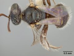 Perdita claypolei australior by the Smithsonian. Used under a CC0 license.
