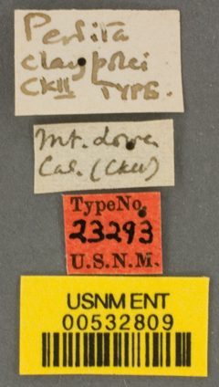 Perdita claypolei by the Smithsonian. Used under a CC0 license.