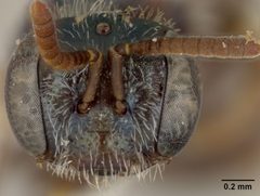 Perdita claypolei australior by the Smithsonian. Used under a CC0 license.