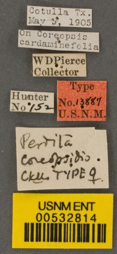 Perdita coreopsidis by the Smithsonian. Used under a CC0 license.