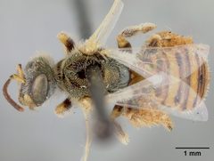 Perdita coreopsidis by the Smithsonian. Used under a CC0 license.