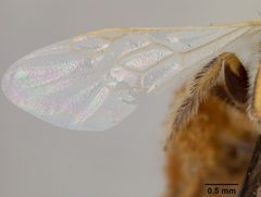 Perdita coreopsidis by the Smithsonian. Used under a CC0 license.