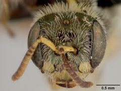 Perdita coreopsidis by the Smithsonian. Used under a CC0 license.