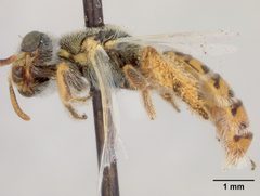 Perdita coreopsidis by the Smithsonian. Used under a CC0 license.