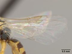 Perdita ericameriae by the Smithsonian. Used under a CC0 license.