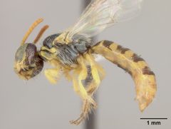 Perdita ericameriae by the Smithsonian. Used under a CC0 license.