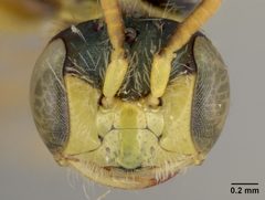 Perdita ericameriae by the Smithsonian. Used under a CC0 license.