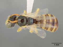 Perdita ericameriae by the Smithsonian. Used under a CC0 license.