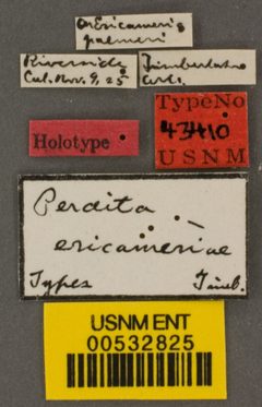 Perdita ericameriae by the Smithsonian. Used under a CC0 license.