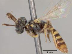 Perdita heliotropii by the Smithsonian. Used under a CC0 license.
