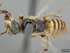 Perdita heliotropii by the Smithsonian. Used under a CC0 license.