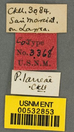 Perdita larreae by the Smithsonian. Used under a CC0 license.