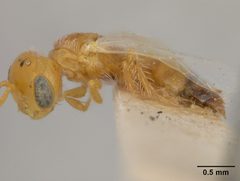 Perdita larreae var. modesta by the Smithsonian. Used under a CC0 license.