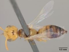Perdita larreae by the Smithsonian. Used under a CC0 license.