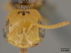 Perdita larreae by the Smithsonian. Used under a CC0 license.