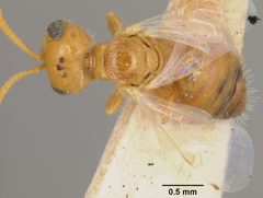 Perdita larreae var. modesta by the Smithsonian. Used under a CC0 license.