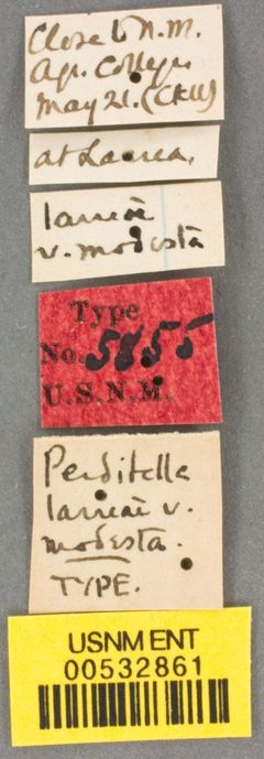 Perdita larreae var. modesta by the Smithsonian. Used under a CC0 license.