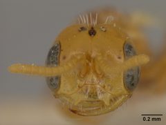Perdita larreae var. modesta by the Smithsonian. Used under a CC0 license.