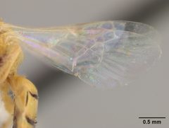 Perdita punctosignata sulphurea by the Smithsonian. Used under a CC0 license.