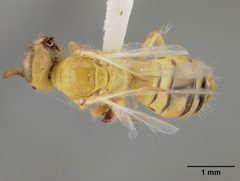 Perdita punctosignata sulphurea by the Smithsonian. Used under a CC0 license.