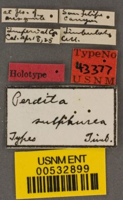 Perdita punctosignata sulphurea by the Smithsonian. Used under a CC0 license.