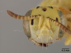 Perdita punctosignata sulphurea by the Smithsonian. Used under a CC0 license.