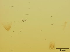 Perdita punctosignata flava by the Smithsonian. Used under a CC0 license.