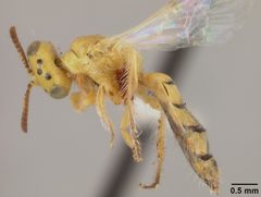 Perdita punctosignata sulphurea by the Smithsonian. Used under a CC0 license.