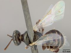 Perdita rhois var. reducta by the Smithsonian. Used under a CC0 license.