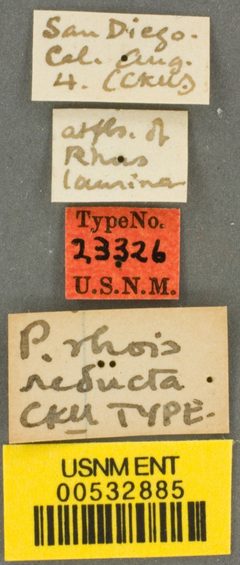 Perdita rhois var. reducta by the Smithsonian. Used under a CC0 license.