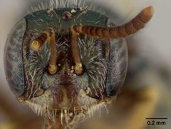 Perdita rhois var. reducta by the Smithsonian. Used under a CC0 license.