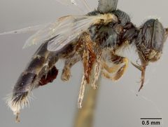 Perdita rhois var. reducta by the Smithsonian. Used under a CC0 license.