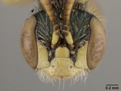 Perdita rivalis by the Smithsonian. Used under a CC0 license.