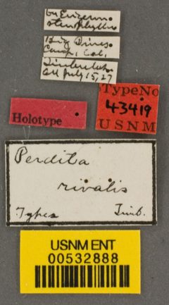 Perdita rivalis by the Smithsonian. Used under a CC0 license.