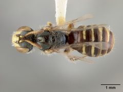 Perdita rivalis by the Smithsonian. Used under a CC0 license.