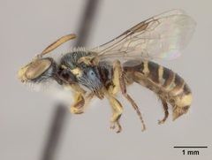 Perdita rivalis by the Smithsonian. Used under a CC0 license.